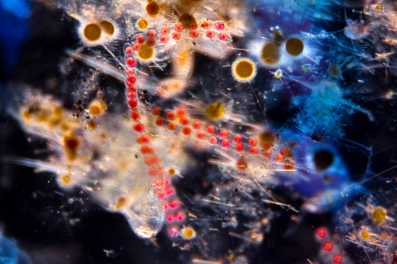 Il microbioma dell'oceano studiato da Tara Ocean